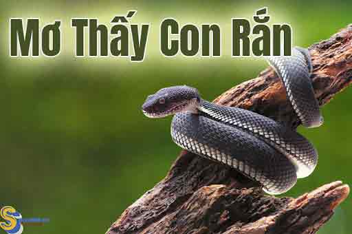 nằm mơ thấy rắn đánh số mấy gi88