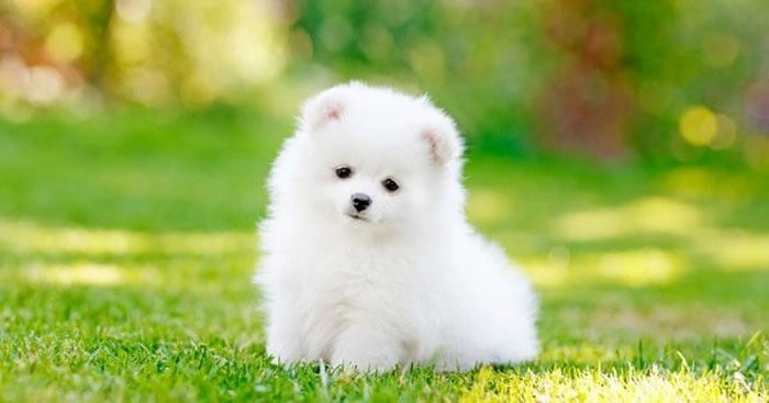 Con chó con số mấy- Giải đáp cùng Gi88