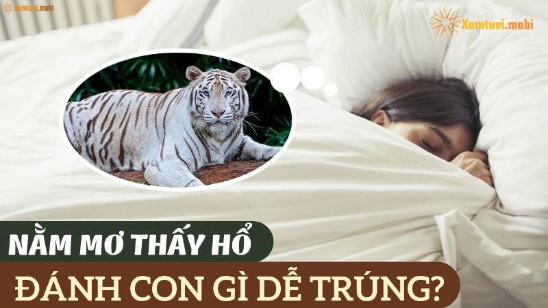 nằm mơ thấy cọp đánh số mấy ? gi88