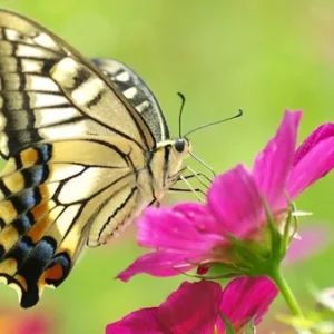 Mơ thấy bươm bướm là điềm gì