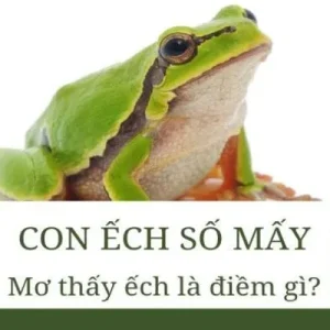 Ý nghĩa từ giấc mơ thấy ếch nhái đánh số gì
