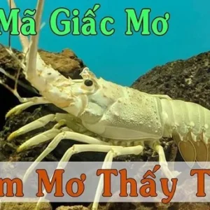 Giải mã giấc mơ thấy tôm chi tiết