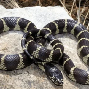 Giải mã ý nghĩa mơ thấy rắn đen trắng theo ngữ cảnh cụ thể