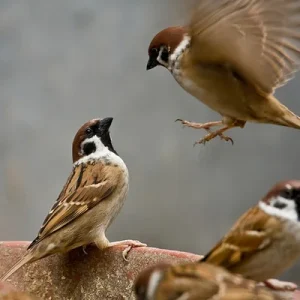 Các tình huống chim bay vào nhà và giải mã chi tiết