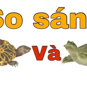 Con ba ba và con rùa có ý nghĩa gì? Số nào liên quan?