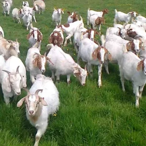 Danh sách con số mơ thấy dê đánh con gì