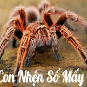 Giải mã giấc mơ thấy con nhện và con số tương ứng may mắn