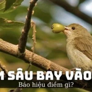 Thấy chim sâu bay vào nhà là điềm tốt hay xấu