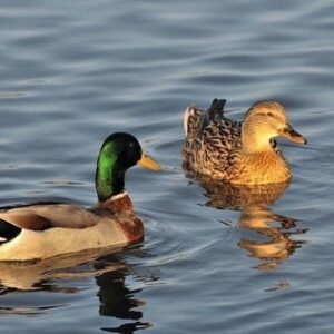 Mơ thấy bắt vịt và những chia sẻ từ người nhiều kinh nghiệm