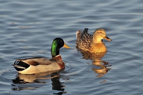 Mơ thấy bắt vịt và những chia sẻ từ người nhiều kinh nghiệm