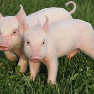 Số đề con heo (lợn) đánh con gì? Trong mơ thấy con heo là điềm báo hung hay cát -gi88