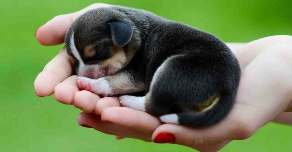 Số đề con chó số mấy? Mơ thấy chó có ý nghĩa gì? Đánh con gì trúng 99,9%