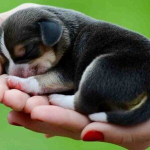 Số đề con chó số mấy? Mơ thấy chó có ý nghĩa gì? Đánh con gì trúng 99,9%