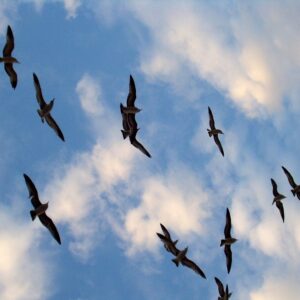 chimbayvaonha dự báo điềm lành, hay điềm dữ? -gi88