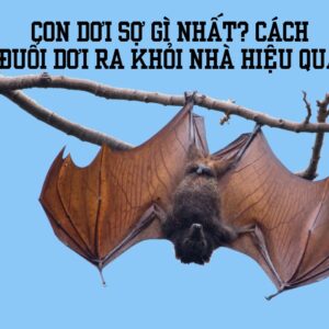 con dơi sợ gì nhất và cách đuổi dơi ra khỏi nhà 2022