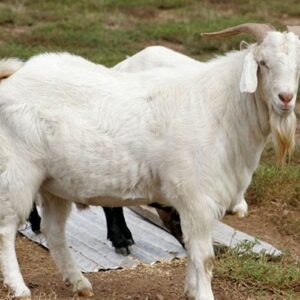 Mơ ăn thịt dê đánh gì chuẩn xác trong lô đề trúng 99%