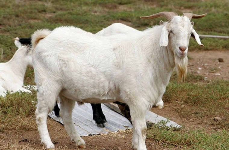 Mơ ăn thịt dê đánh gì chuẩn xác trong lô đề trúng 99%