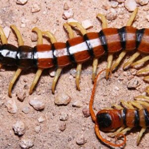 Số đề con rết số mấy? Chiêm bao thấy rết là điềm báo hung hay cát? Đánh con gì trúng 100%