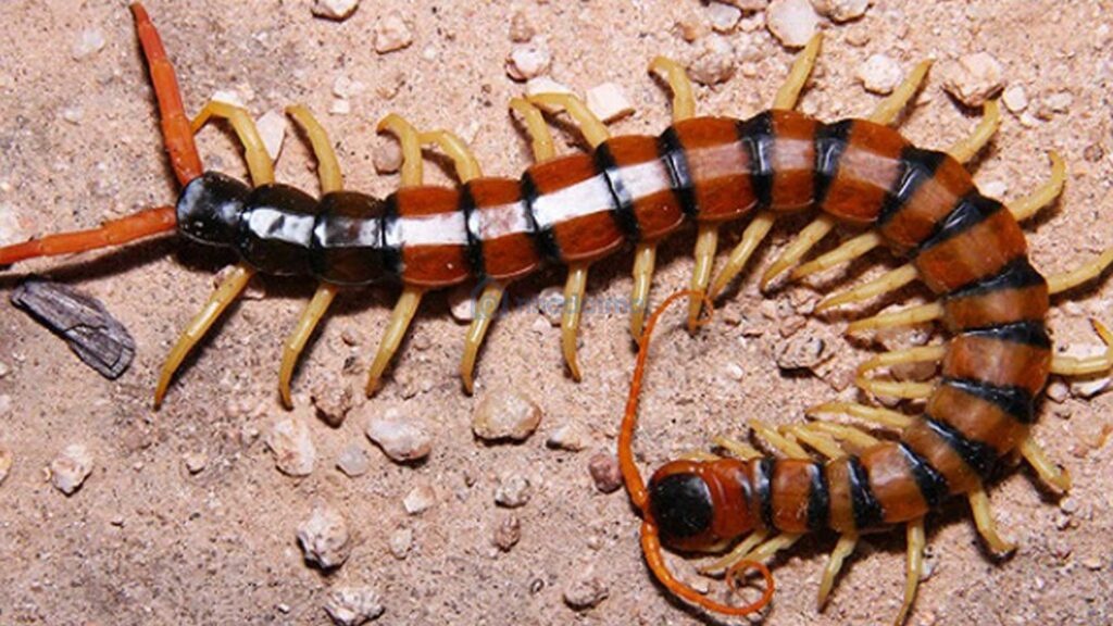 Số đề con rết số mấy? Chiêm bao thấy rết là điềm báo hung hay cát? Đánh con gì trúng 100%