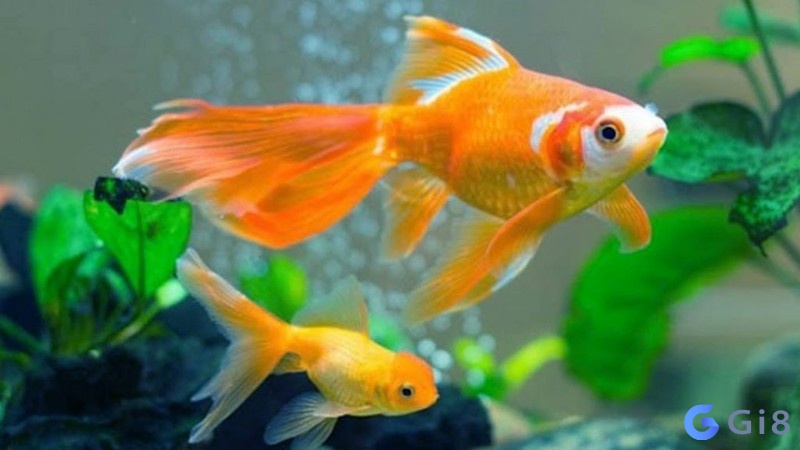 Chiêm bao thấy cá là báo hiệu tin tốt hay xấu? Có đem lại may mắn hay không? con cá số đề