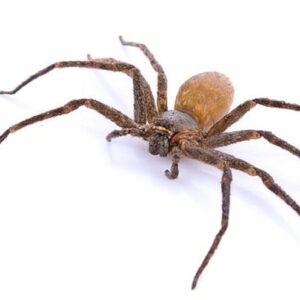 con nhện số đề số mấy, mơ thấy nhện là điềm "lành hay dữ" -gi88