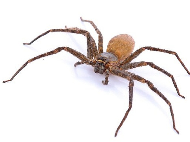 con nhện số đề số mấy, mơ thấy nhện là điềm "lành hay dữ" -gi88