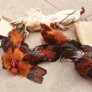 Bắt gà trống - mơ thấy đánh con gì [Cập nhật 2022]