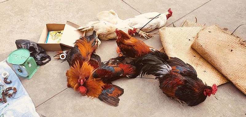 Bắt gà trống - mơ thấy đánh con gì [Cập nhật 2022]