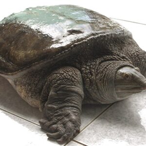 Mơ bắt được ba ba đánh con gi? Điềm báo của giấc mộng - gi88