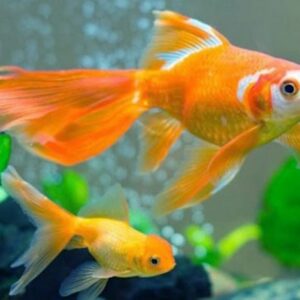 Con cá số đề là số mấy, chiêm bao thấy cá là điềm báo hung hay cát? - gi88