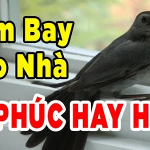 Giải mã ý nghĩa điềm báo chim bay vào nhà