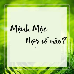 Giải đáp chi tiết người mệnh mộc hợp số nào?