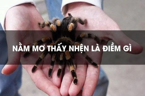 Tình huống trong giấc mơ quyết định đến con số may mắn đi kèm khi thấy nhện Tình huống trong giấc mơ quyết định đến con số may mắn đi kèm khi thấy nhện