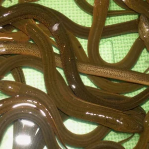 Giải mã mơ thấy lươn là điềm gì theo chi tiết Gi88 chia sẻ