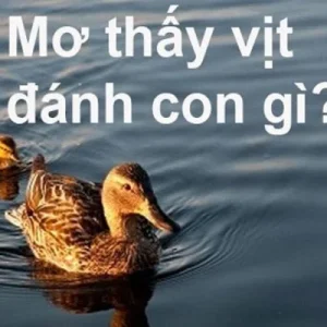 Tình tiết và ý nghĩa giấc mơ thấy vịt