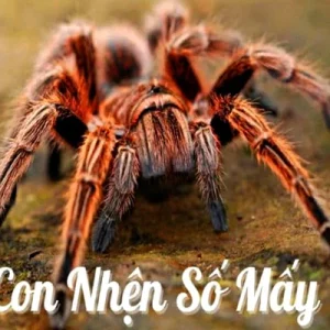 Mơ thấy con nhện đánh con gì đây
