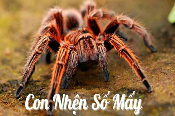 Mơ thấy con nhện đánh con gì đây Mơ thấy con nhện đánh con gì đây
