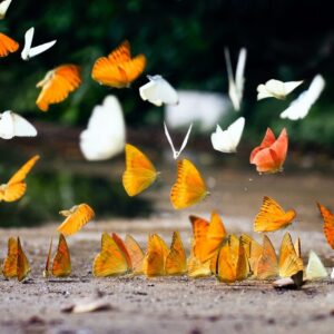 số con bướm số mấy? Chiêm bao thấy bướm đánh con gì trúng lớn? -gi88