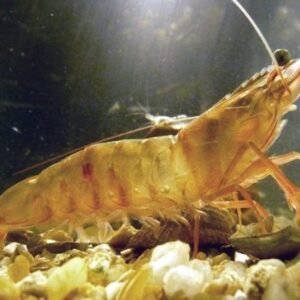 Số đề con tôm số mấy? Mơ thấy tôm là điềm gi? Đánh con gì trúng lớn? -gi88