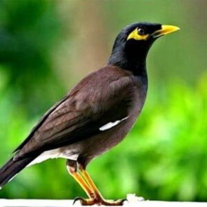 chim vào nhà là dự báo tâm linh gì? điềm báo hung hay cát? -gi88