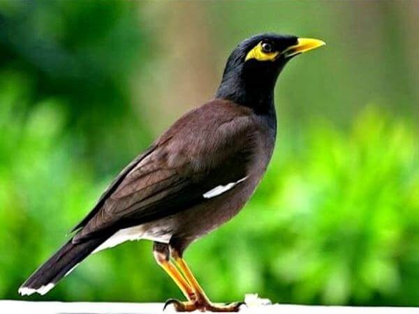 chim vào nhà là dự báo tâm linh gì? điềm báo hung hay cát? -gi88