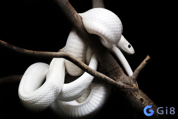 Giải mã giấc mơ thấy rắn trắng Nằm mơ thấy rắn trắng là điềm gì