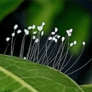 Ý nghĩa của hoa ưu đàm – Những sự thật độc đáo có 1-0-2