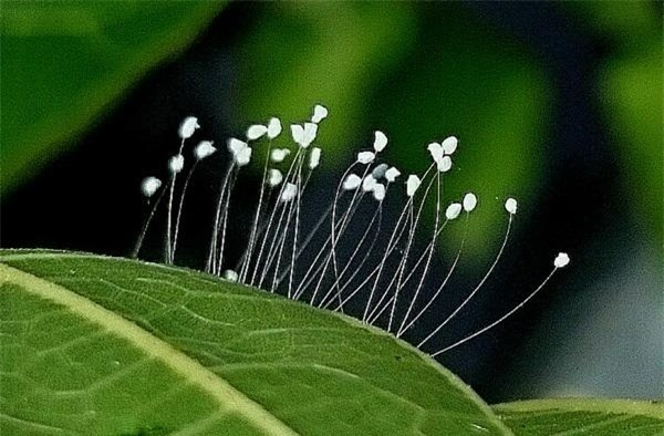 Ý nghĩa của hoa ưu đàm – Những sự thật độc đáo có 1-0-2