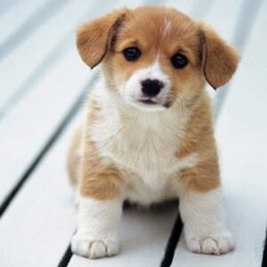 Con chó số đề bao nhiêu? Mơ thấy chó mang điềm báo gì? gi8 tìm hiểu