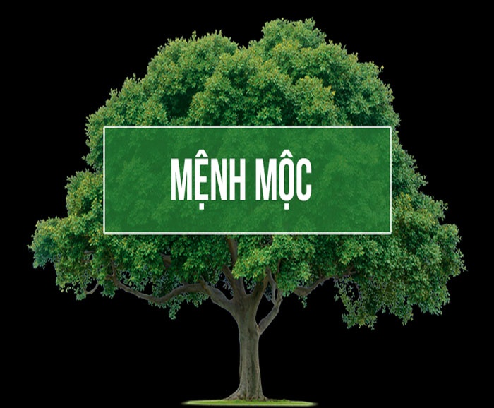 Mệnh dương liễu mộc là gì? Vài nét về mệnh mộc- gi8 tìm hiểu