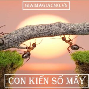 Con kiến số bao nhiêu? Giải mã thắc mắc cùng gi8