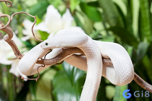 Nằm mơ thấy rắn trắng là điềm gì Nằm mơ thấy rắn trắng là điềm gì
