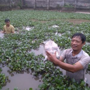 Baba con có đặc điểm gì? Mơ thấy thì sao? Gi88