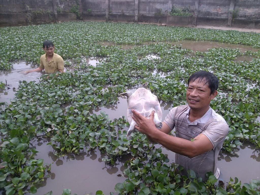 Baba con có đặc điểm gì? Mơ thấy thì sao? Gi88